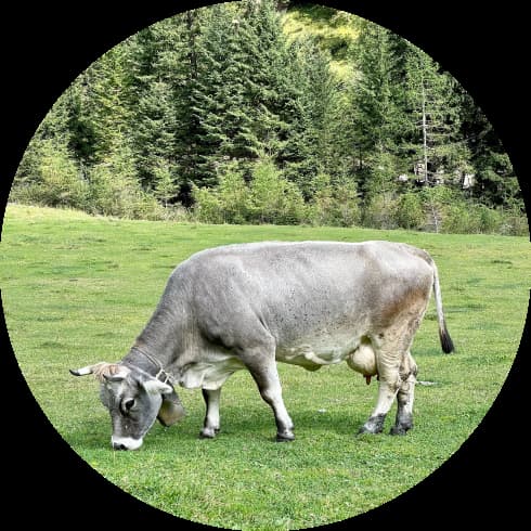 cow in the pasture